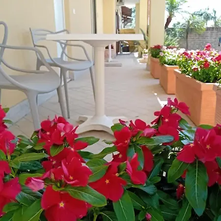 Beucarnea Salerno *
