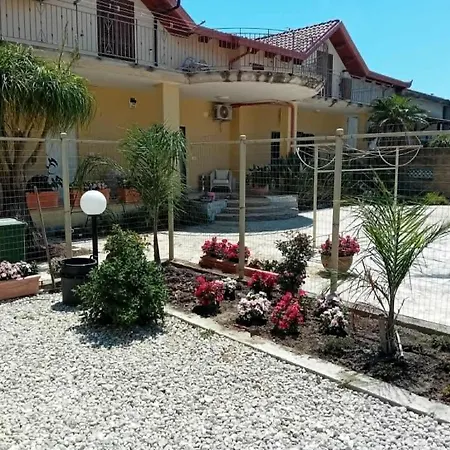 Beucarnea Salerno *